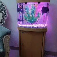 اکواریوم شرکتی