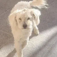 یک قلاده سگ نر|سگ|زرند, |دیوار