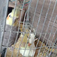 تصحیحات را بخوانید وجواب سوال خود را بگیرید