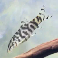 ماهی جفت سوروم اندازه کف دست لوچ پاکستانی وسوارتل