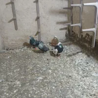کبوتر