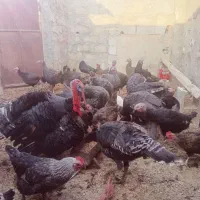 بوقلمون تخم بوقلمون نتفه دار