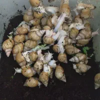 حلزون|خزنده|میناب, |دیوار