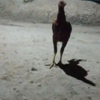 لاری