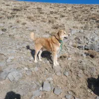 واگذاری سگ|سگ|بستان آباد, |دیوار