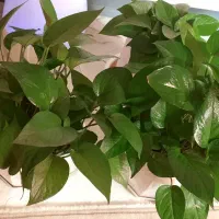 ۲عدد گل پتوس|گل و گیاه طبیعی|اصفهان, شهرک میلاد|دیوار