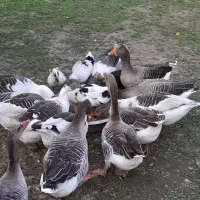 فروش غاز محلی و قو غاز|حیوانات مزرعه|آستانه اشرفیه, |دیوار