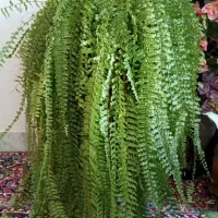 گل سرخس و گل دم روباهی