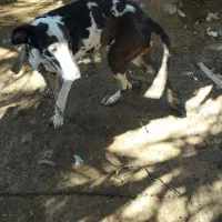 سگ تازی|سگ|تخت, |دیوار