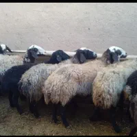 شیشک چاق درجه یک کیلو ۳۳۵