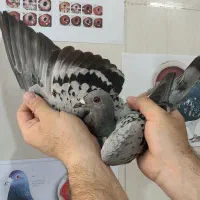 چند جفت پلاکی مسافتی درجه یک