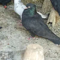 طوقی. زاغ|پرنده|سامان, |دیوار