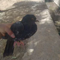 کفتر پر|پرنده|بروجن, |دیوار