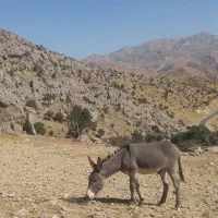 فروش کره خر 10ماه