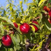 تولیدنهال شلیل رفعتی شناسه دار