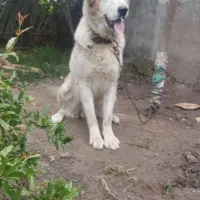 سگ الابای ترکمن نر