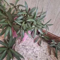 گل های طبیعی|گل و گیاه طبیعی|مرند, |دیوار