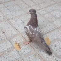 سفید کاکلی طوقی سبز