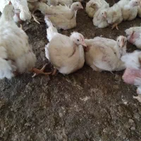 طلفات مرغ