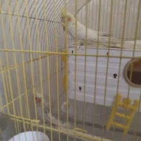 عروس هلندی آلبینو و ماده|پرنده|شیراز, شهرک مفتح|دیوار