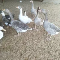 فروش غاز محلی