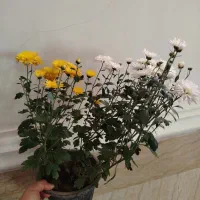 فروش گلهای آپارتمانی|گل و گیاه طبیعی|ایرانشهر, |دیوار