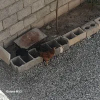 جوجه مرغ سالم