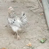 مرغ گلین طوسی