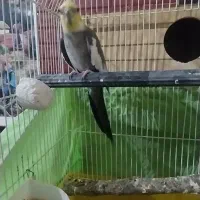 عروس هلندی نر