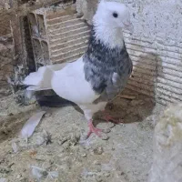 کفتر طوقی معاوضه فقط با شازده