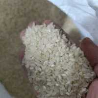 برنج کامفیروز اعلا