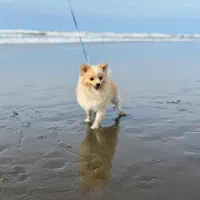 سگ پامرین نر یکساله|سگ|مبارکه, |دیوار