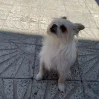 سگ پاکوتا خونگی