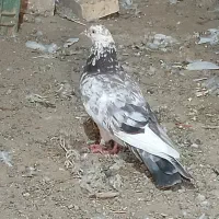 پاکستانی|پرنده|کلاتان, |دیوار