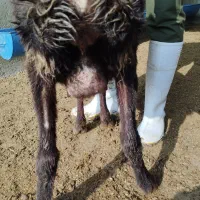 گوسفند|حیوانات مزرعه|آق قلا, |دیوار