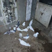 کفتر|پرنده|اسدآباد, |دیوار