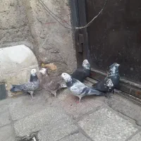 کفتر پرشی کله ماستی