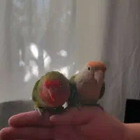 طوطی برزیلی|پرنده|پیشوا, |دیوار