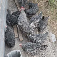 مرغ و خروس آمورک