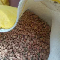 فروش لوبیامحلی
