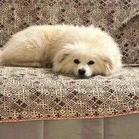 نژاد پام اسپیتز|سگ|یزد, |دیوار