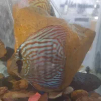 گلکسی تغذیه شده با بهترین غذا