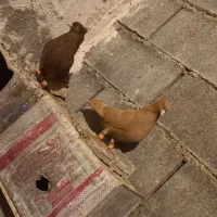 فروش جفت دم‌سفید