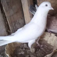 کفتر پرشی به شرط