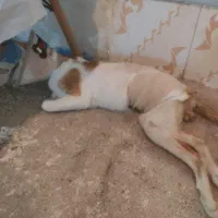 گربه تصادفی