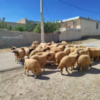 گوسفند بره ماده
