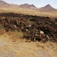 خرید انواع چوب|خدمات باغبانی و درختکاری|ارومیه, |دیوار