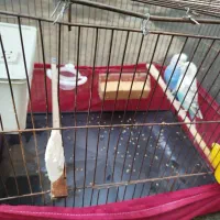 مرغ عشق جفت|پرنده|قدس, شهرقدس|دیوار