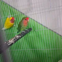 طوطی کوتوله