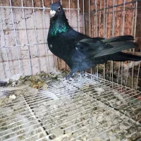 کبوتر زاغ گوک کلایی ماده